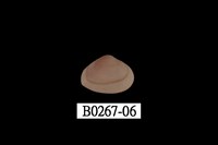 藏品(抱蛤)的圖片